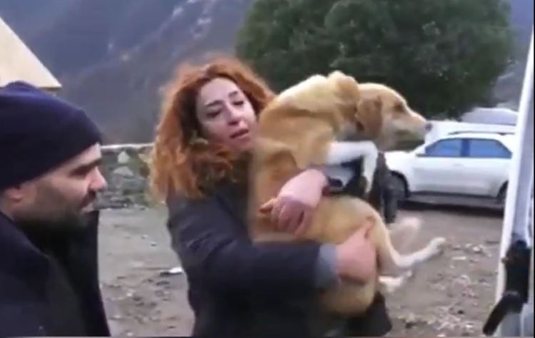 Ermənilər Kəlbəcərdə it-pişikləri də oğurlayıb aparırlar - VİDEO
