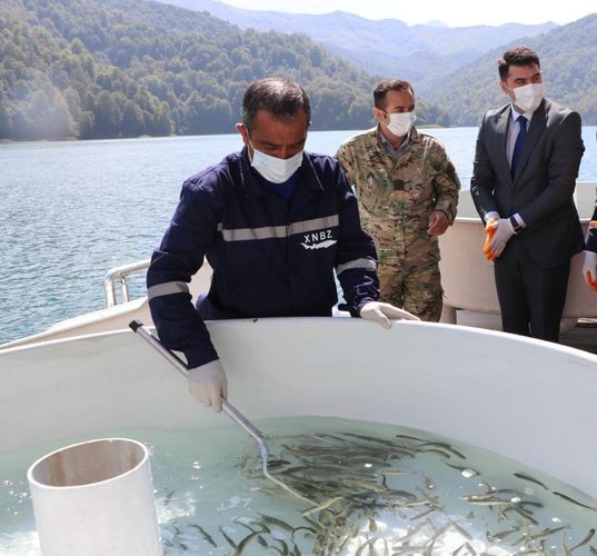 Göygölə və Maralgölə körpə forel balıqları buraxıldı - FOTO