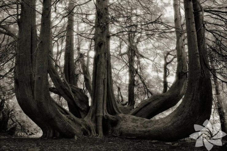 Dünyanın ən yaşlı ağacları - FOTOLENT 