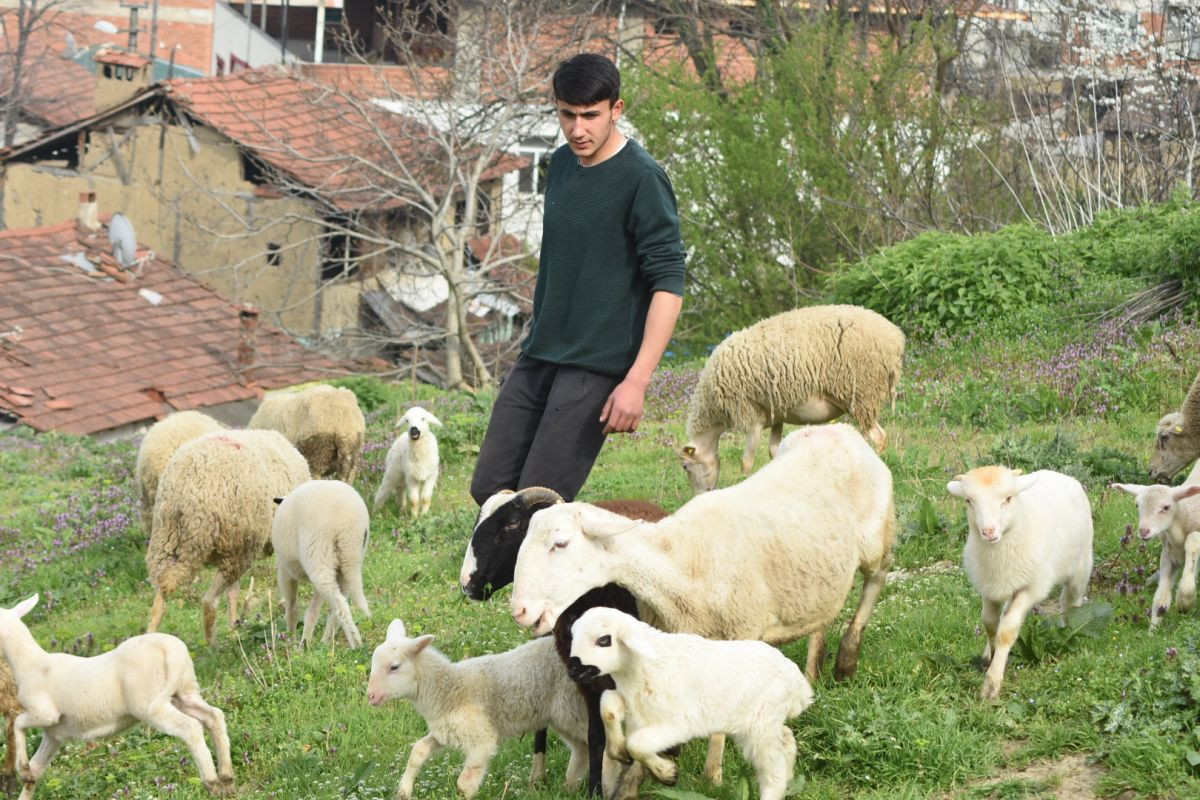 Çoban iti quzuya analıq edir -  İNANILMAZ HADİSƏ  -  VİDEO 