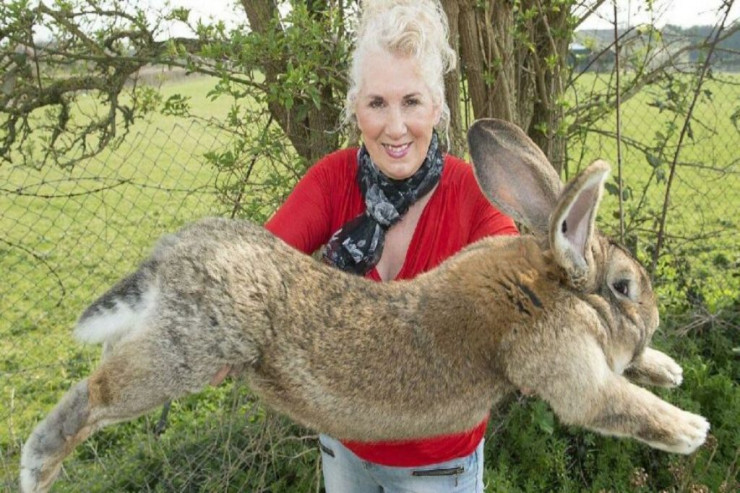 Keçmiş model Annet Edvards və dünyanın ən böyük dovşanı Dara