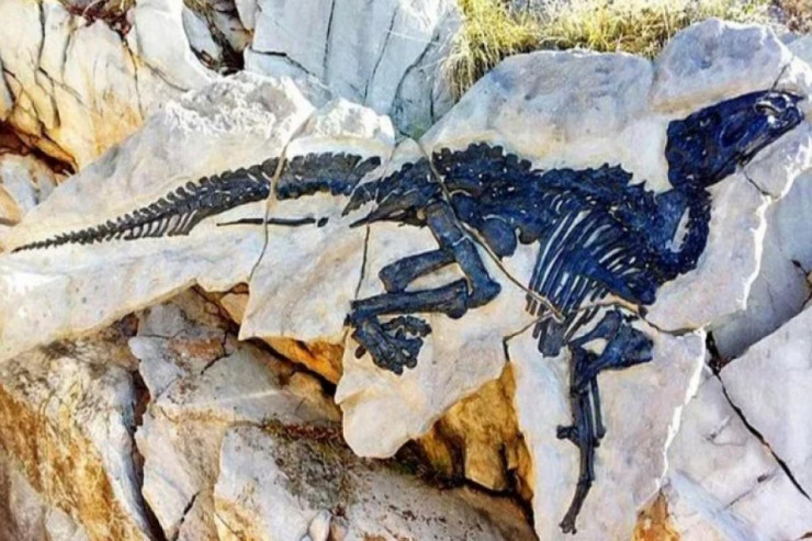 Dinozavr skeleti