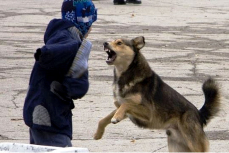 Sahibsiz it azyaşlıya HÜCUM ETDİ 