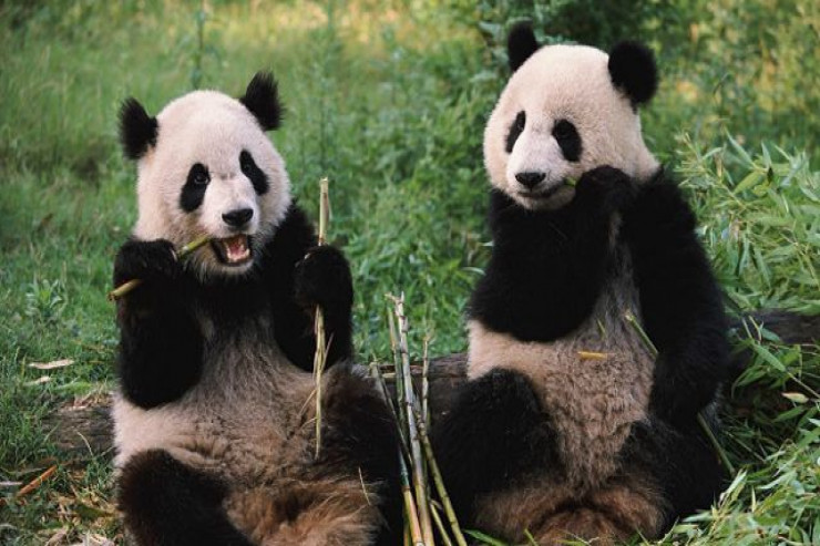 Pandalar niyə ağ-qaradır? – ELMİ CAVAB 