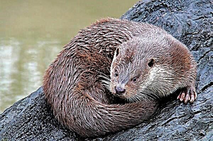 Otter yarı su heyvanı