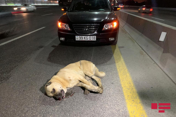 Çoban iti yola qaçdı, sürücü maşının altında qaldı - Bakı-Sumqayıt yolunda AĞIR QƏZA  - FOTO 