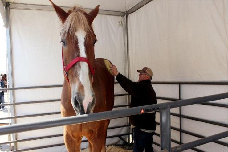 Dünyanın  ən uzun atı   “Big Jake” öldü