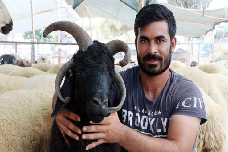 Dördbuynuzlu qoçunu 2 min manata satır:  Qurban bayramına görə - FOTO 