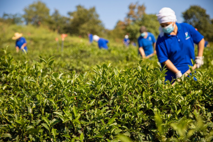 Doğma Çay “Azerçay” çayçılıq sahəsinin inkişafına dəstək verməyə davam edir-FOTO 