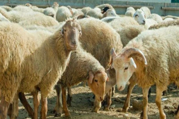 Çoban fermadan 120 qoyun oğurladı
