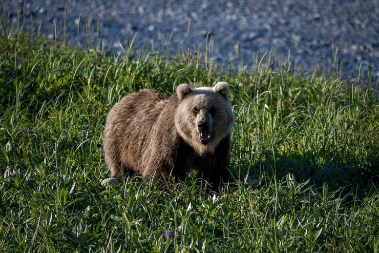 Rusiyada ayı turistlərə hücum etdi: 16 yaşlı yeniyetmə öldü... 