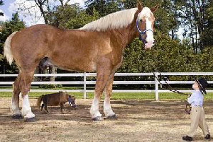 Dünyanın ən kiçik və ən böyük atları - FOTO 