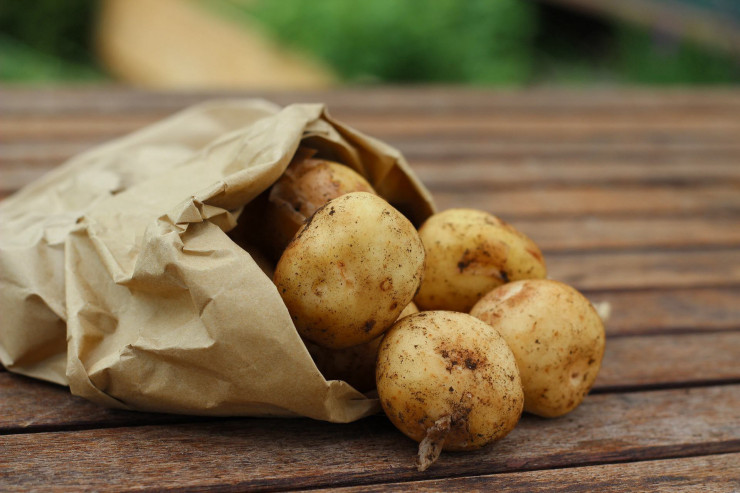 Kartof düzgün saxlanılmayanda hansı xəstəliklər yarana bilər? –Qarşısını alma üsulları 