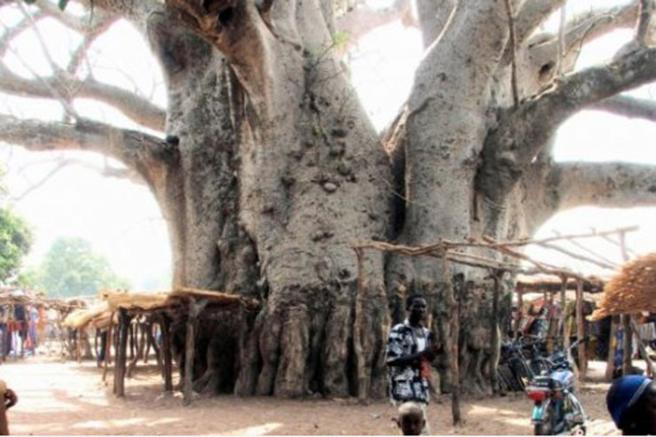 “Baobab” ağacı, Afrika, Sneqal