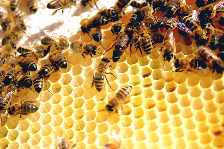 Koronavirusu aşkarlayan arılar yetişdirilir -  “Daha tez və ucuz ...” 