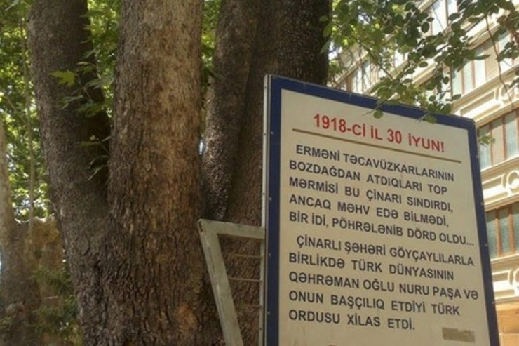 Göyçaydakı tarixi çinar ağacı