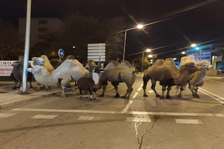 Polis şəhərin mərkəzində dəvə sürüsünü saxladı