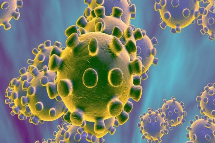 Yarasalarda koronavirus aşkar edildi