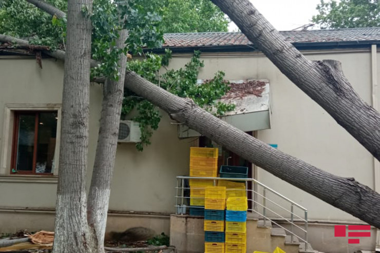Bakıda küləyin fəsadlarından xəsarət alanların sayı açıqlandı - RƏSMİ 
