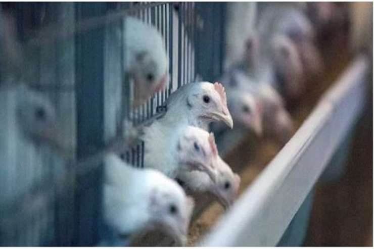 Yaponiyada yeni quş qripi epidemiyası: 10 milyona yaxın toyuq məhv edilib 