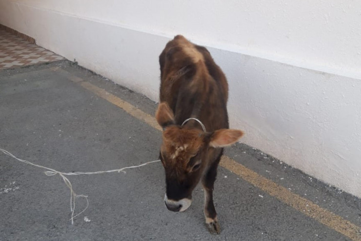 2 baş inək, 15 baş qoyun...  - Mal-qara oğruları tapıldı - FOTO 