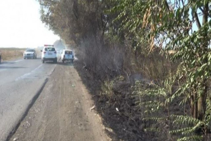 Yol kənarındakı  ağaclar təhlükədə:   Dövlət qurumu  hərəkətə keçdi  