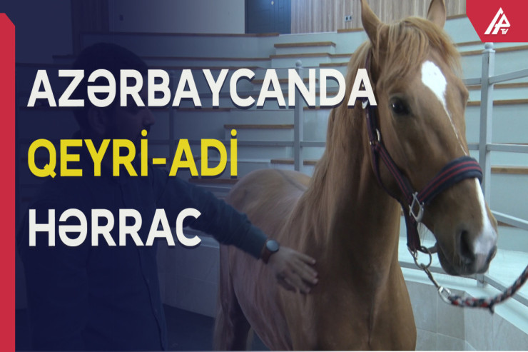 30 min manata satılan Qarabağ atını kim alıb? - REPORTAJ 