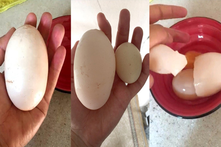  ŞOK:   Yumurtanın içindən  yumurta çıxdı  - VİDEO