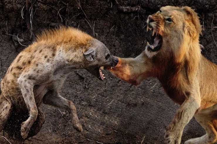 Gənc kaftar bəbirin ovunu oğurlamağa çalışdı: Özü aslanın ağzına düşdü -  VİDEO 