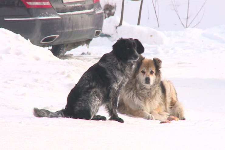 Putindən  ÇAĞIRIŞ:   “Donbass sakinlərini sahibsiz itlərlə müqayisə etməyin”