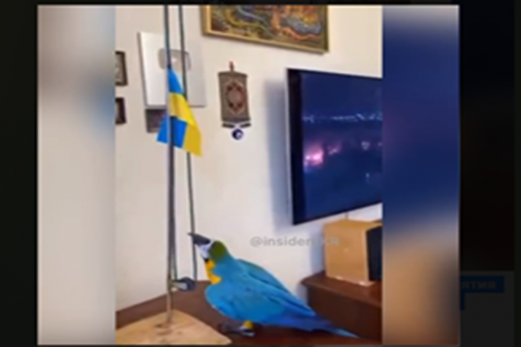 Bu tutuquşu hər gün Ukrayna bayrağını  qaldırır - VİDEO 