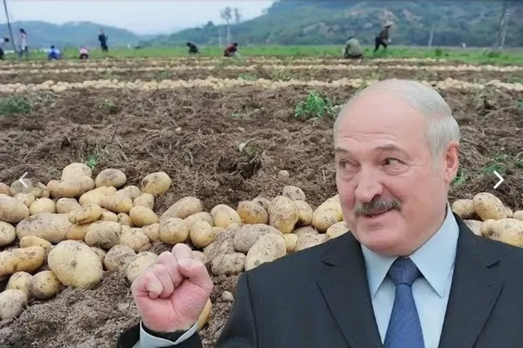 Lukaşenkodan  SƏFƏRBƏRLİK ÇAĞIRIŞI:   Hamı kartof yığmağa