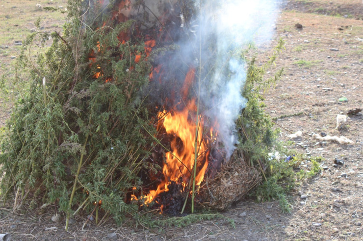 4 ton narkotik tərkibli bitki yandırıldı