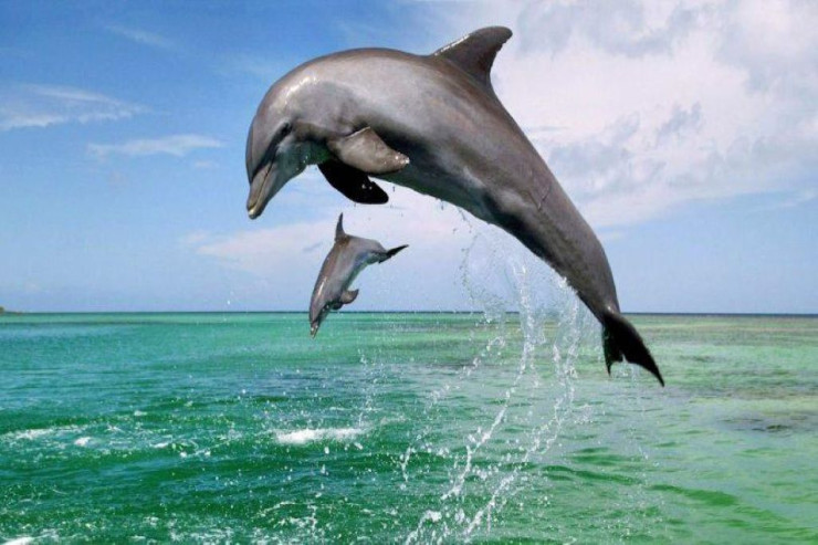 Delfin havada 6 dövrə vurdu-VİDEO 