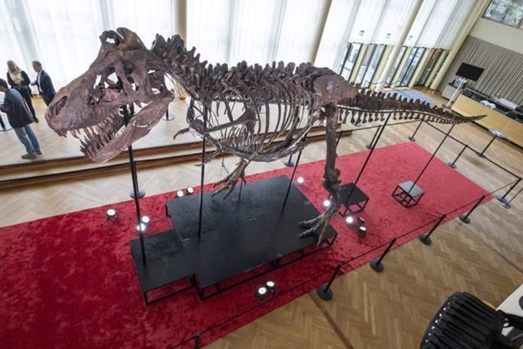 Dinozavr skeleti 6 milyona  SATILDI 