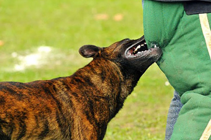 Zaqatalada 2 nəfəri İT DİŞLƏDİ:  Biri azyaşlıdır 