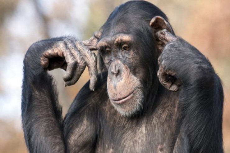 Şimpanzelərdən bizə qalan  MİRAS:  25 illik yaddaş