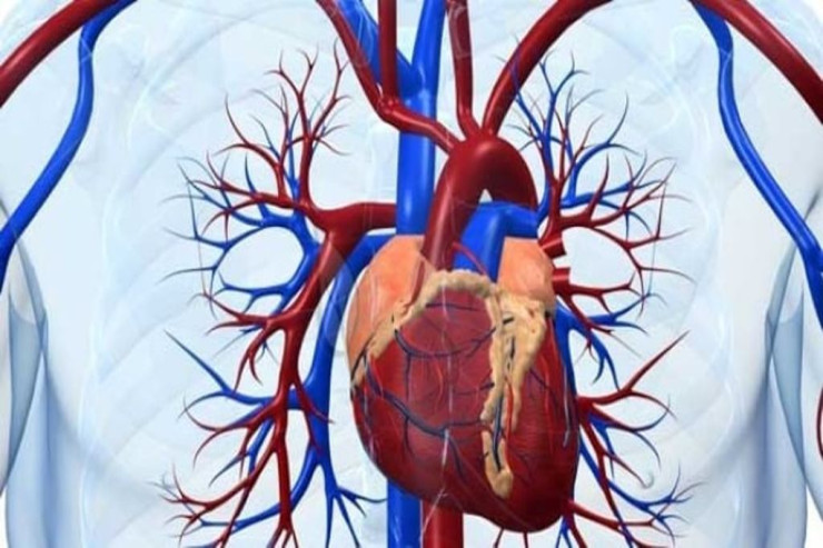  Qadın və kişi ürəkləri   stress hormonuna fərqli reaksiya verir