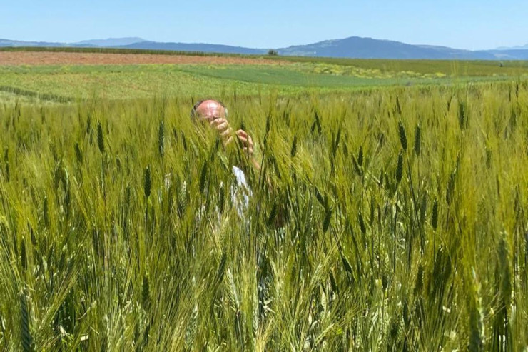 İnsandan hündür taxıl zəmisi-FOTO 