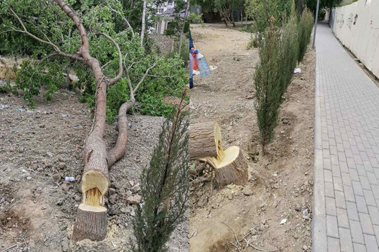 Bahalı ağacları  oğurlayan   tutuldu - AZƏRBAYCANDA