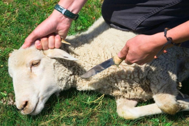 Afaq Bəşirqızı üçün  qurban   kəsdilər