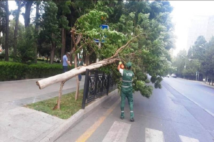 Bakıda güclü külək ağacları aşırdı - FOTO 