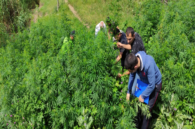 Qazaxda 5 ton çətənə məhv edildi-FOTO 