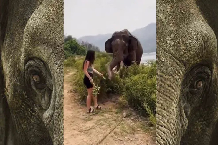 Fillə zarafatın pis sonu-VİDEO 