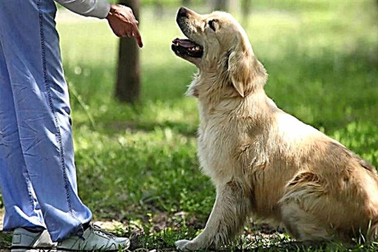 İtlər  sahibi musiqi dinləyəndə oxuyur? – SƏBƏB  