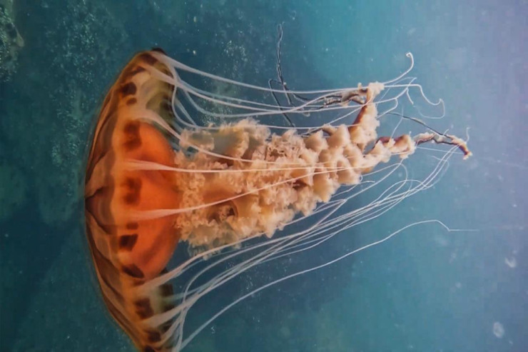 Türkiyədə 4 metrlik meduzalar göründü-FOTO 
