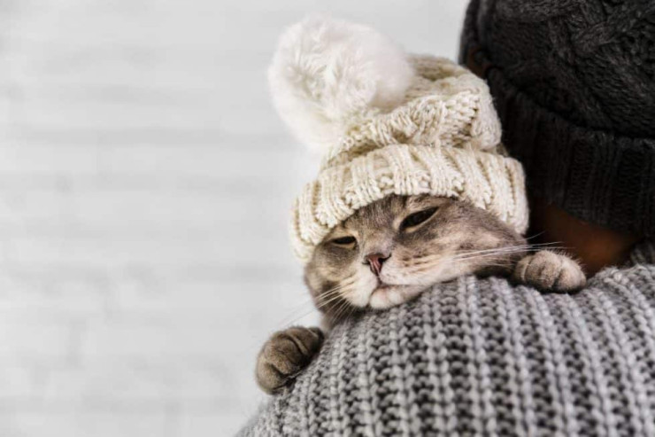 Dünyanın 5 ən ağıllı PİŞİYİ 