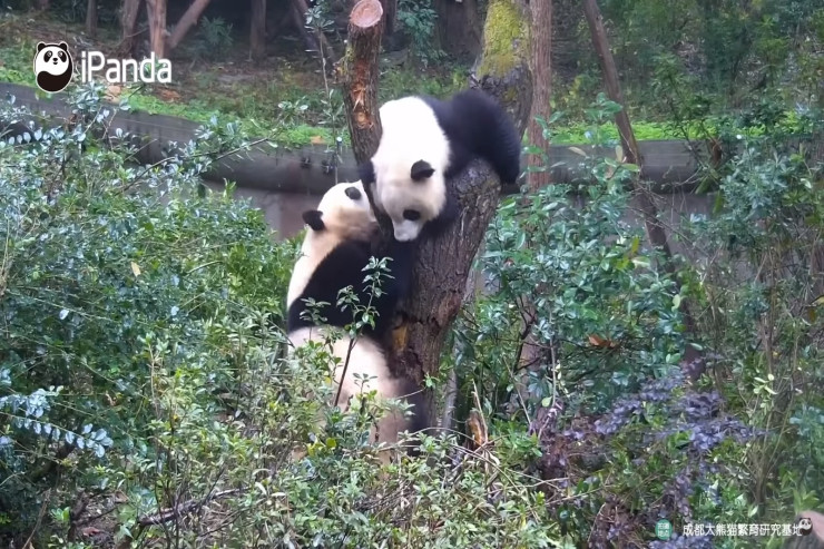 Pandalar ağacda oturmaq üçün DALAŞDILAR -  VİDEO 