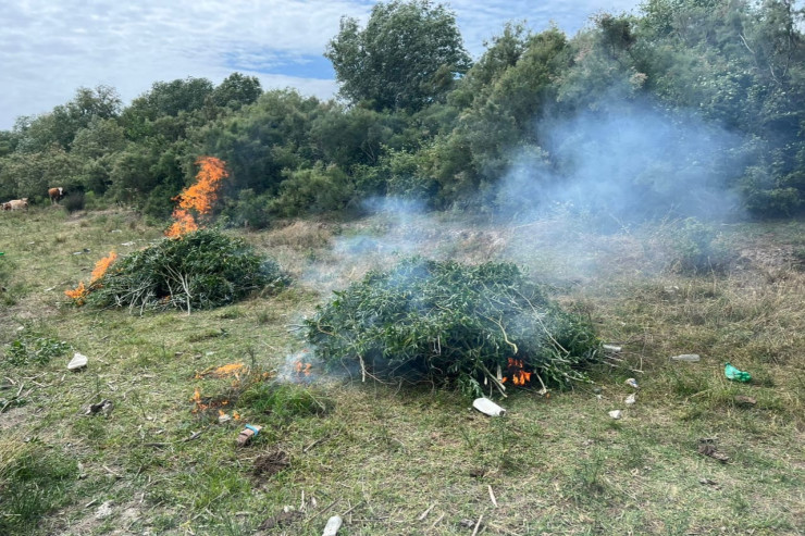 Neftçalada 12 ton çətənə kolu məhv edildi-FOTO