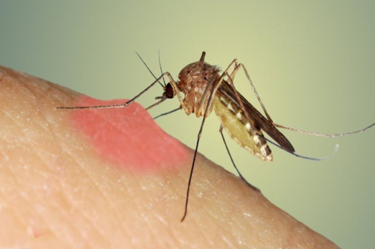 Ağcaqanadlardan   bu tərəvəzlərlə qorunun!